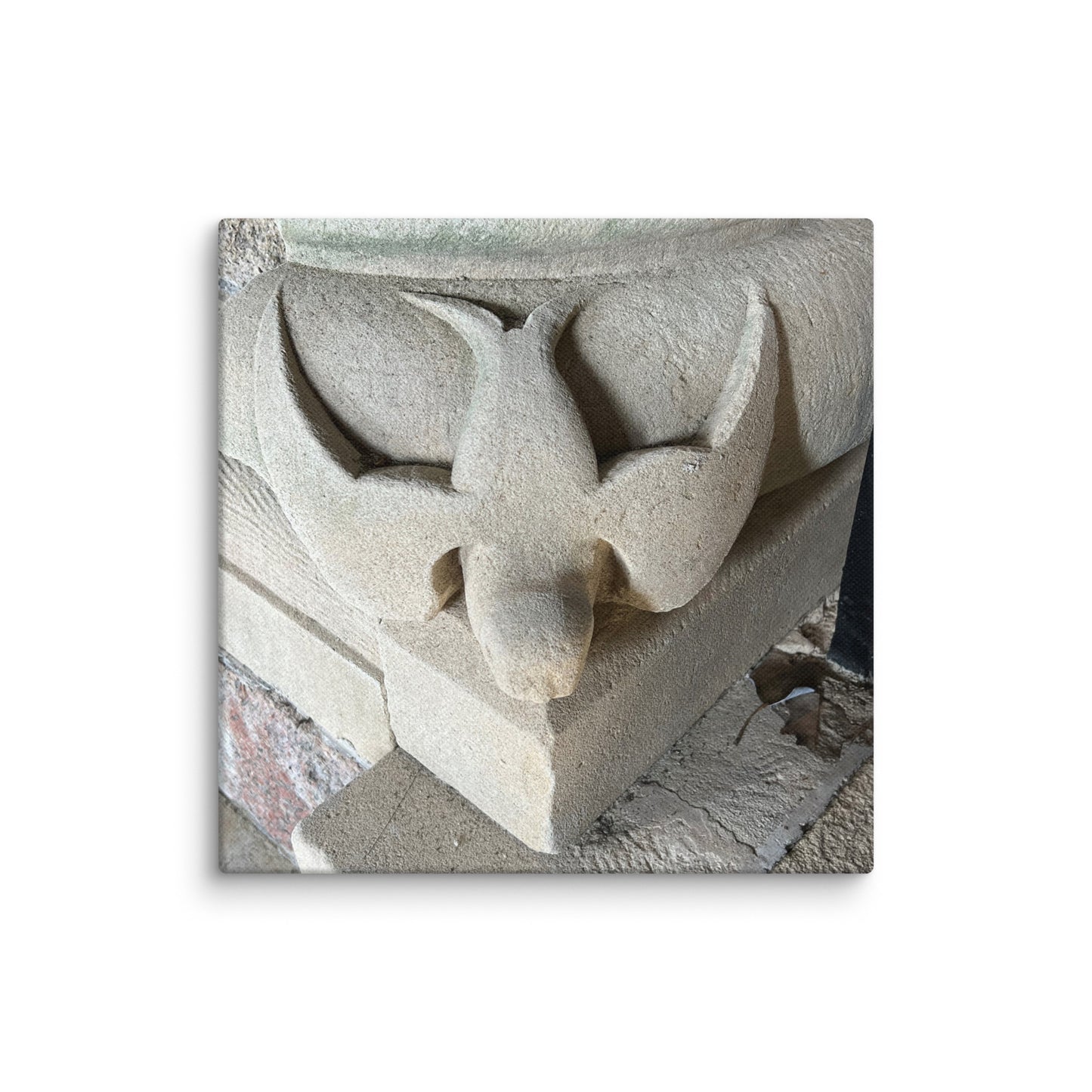 Stone Dove on Canvas - Scottish Collection