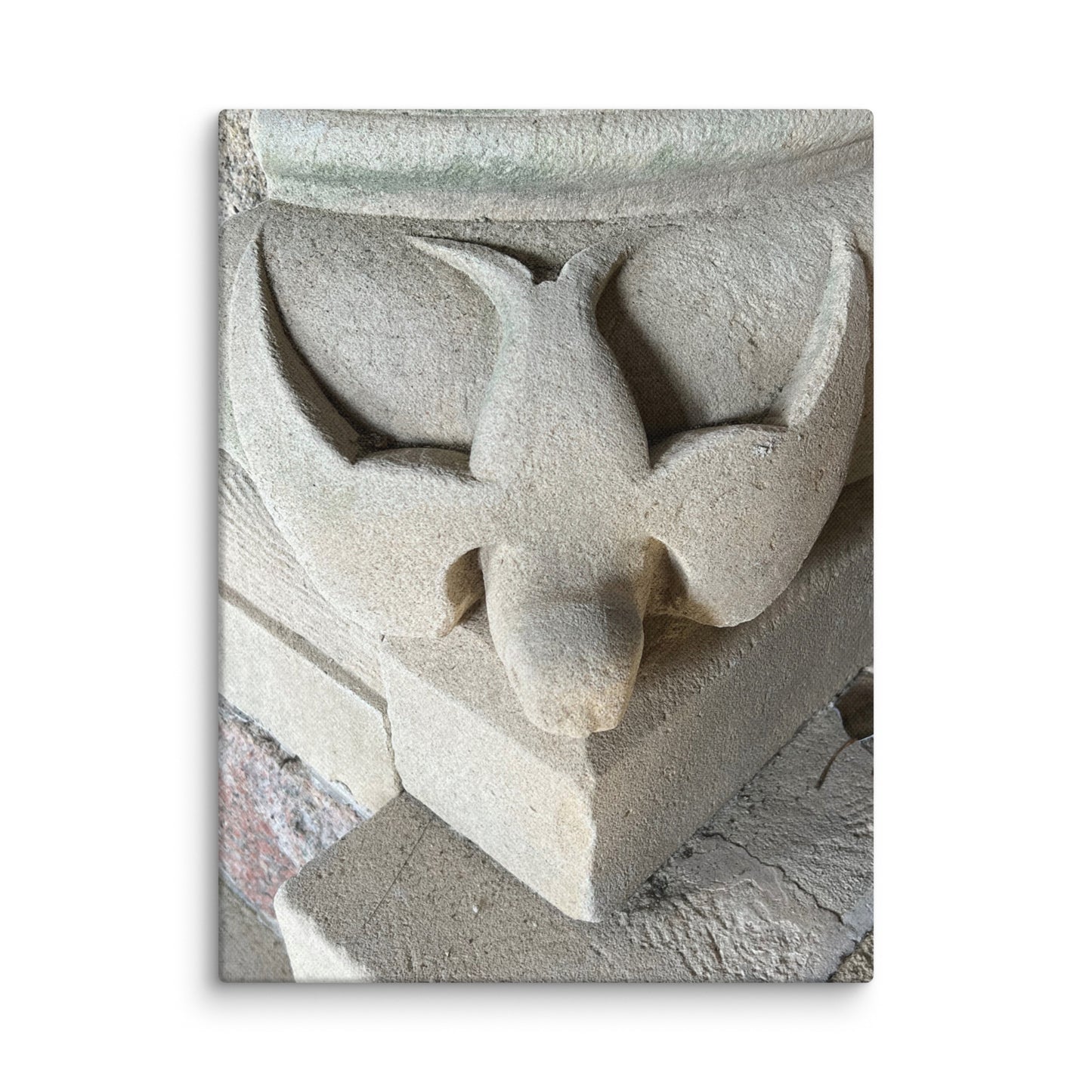Stone Dove on Canvas - Scottish Collection